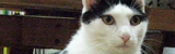 nekotomo.jpg